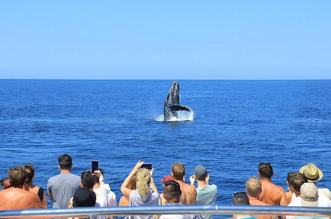 Whale Watching in Puerto Vallarta - Photography from the water