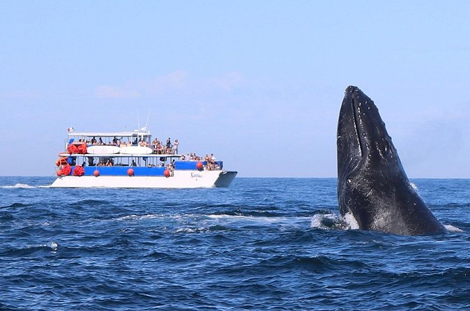 Whale Watching in Puerto Vallarta - Who will enjoy this excursion most?