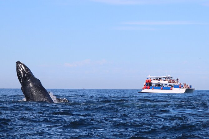 Whale Watching in Puerto Vallarta - The crew, commentary, and onboard mood