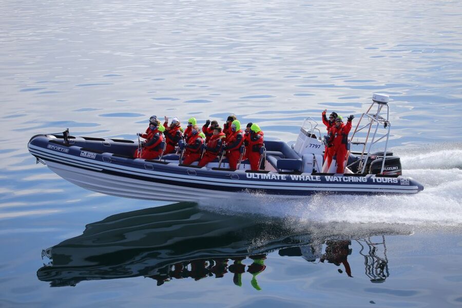 Whale Watching in Reykjavik by Speedboat - Searching for whales, dolphins, and porpoises
