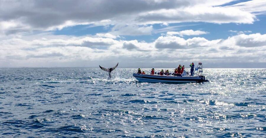 Whale Watching in Reykjavik by Speedboat - Puffin islands from May through August