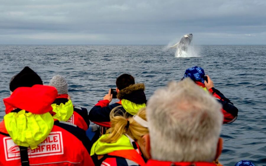 Whale Watching in Reykjavik by Speedboat - What the $200 price really buys