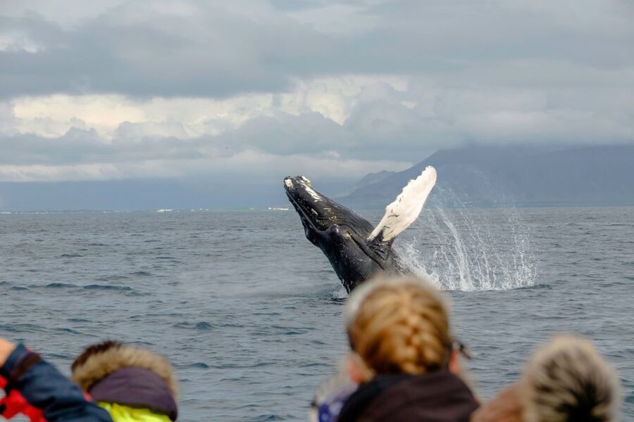 Whale Watching in Reykjavik by Speedboat - Weather, safety, and the canceled departure question