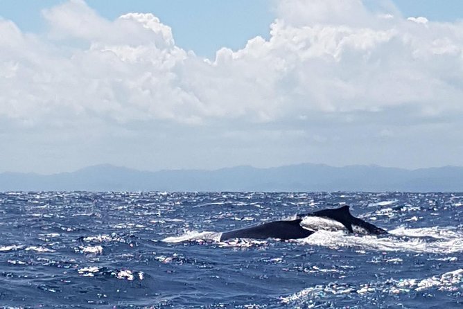 Whale Watching in Samana - Why Samana Bay is the reason to go