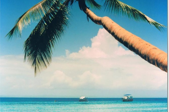 Whale Watching in Samana - Should you book Whale Watching in Samana?