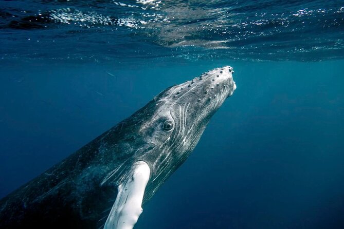 Whale Watching in Samaná Bay + Bacardi Island Beach- Full DayTrip - Why this day combines two very different Dominican experiences