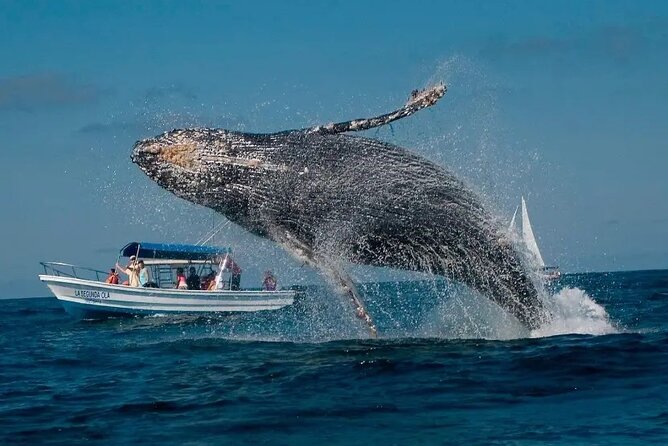 Whale Watching in Samaná Bay + Bacardi Island Beach- Full DayTrip - The ride from Las Cañitas into Samaná Bay