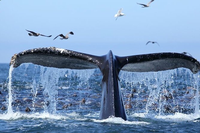 Whale Watching in Samaná Bay + Bacardi Island Beach- Full DayTrip - Watching humpback whales in their seasonal home