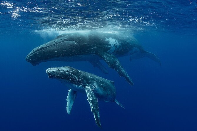 Whale Watching in Samaná Bay + Bacardi Island Beach- Full DayTrip - Four hours on Cayo Levantado, the Bacardi Island stop