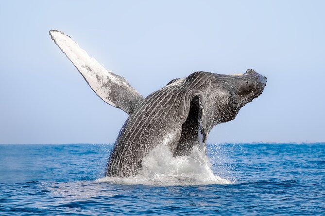 Whale Watching in Samaná Bay + Bacardi Island Beach- Full DayTrip - What the $169 price really covers