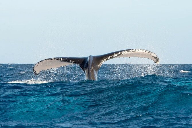 Whale Watching in Samaná Bay + Bacardi Island Beach- Full DayTrip - Who will enjoy this tour most
