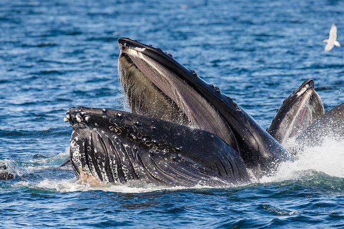 Whale Watching in Samaná Bay + Bacardi Island Beach- Full DayTrip - Practical tips for a smoother day