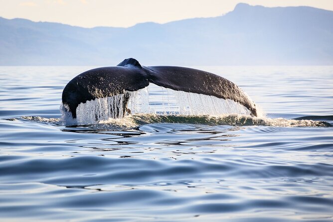 Whale Watching in Samaná Bay + Bacardi Island Beach- Full DayTrip - Leaving before sunrise for Las Cañitas