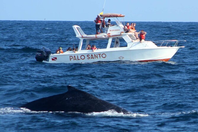 Whale Watching in Samana Bay from Las Terrenas - Watching Samaná Bay’s Humpback Whales