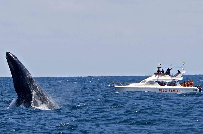 Whale Watching in Samana Bay from Las Terrenas - Cayo Levantado: White Sand After the Whales