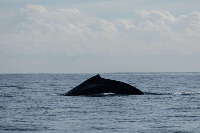 Whale Watching in San Jose del Cabo - Key points to know before booking