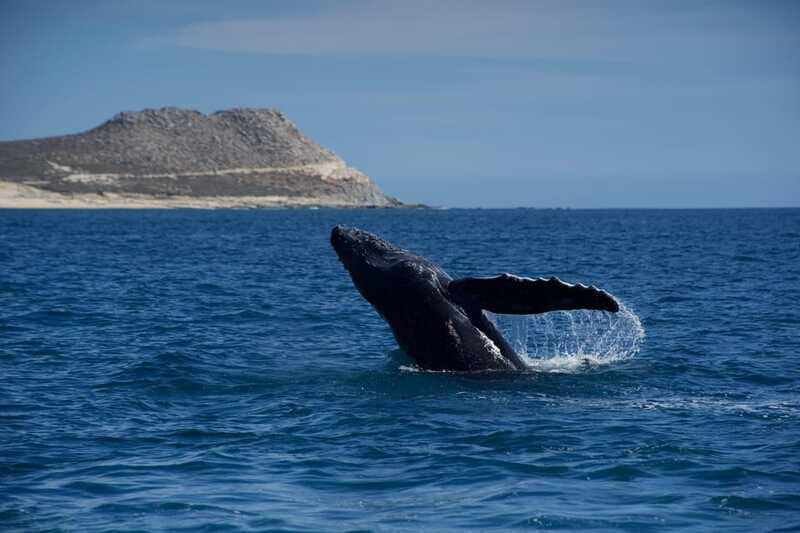 Whale Watching in San Jose del Cabo - Setting out from the marina behind El Ganzo
