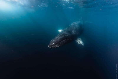 Whale Watching in San Jose del Cabo