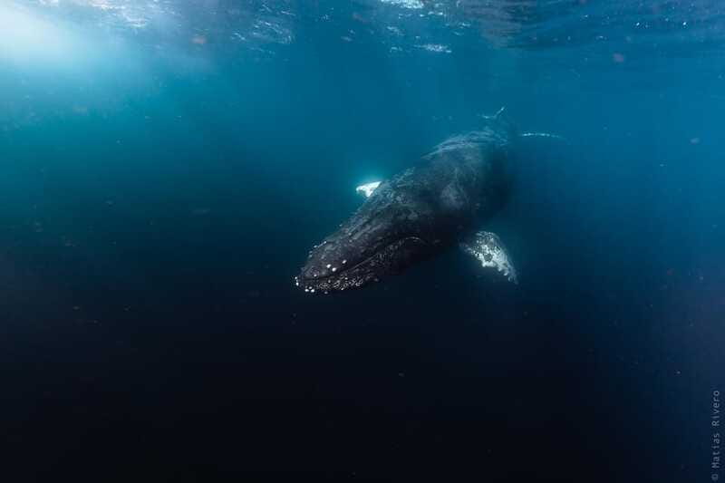Whale Watching in San Jose del Cabo - What the $140 price includes