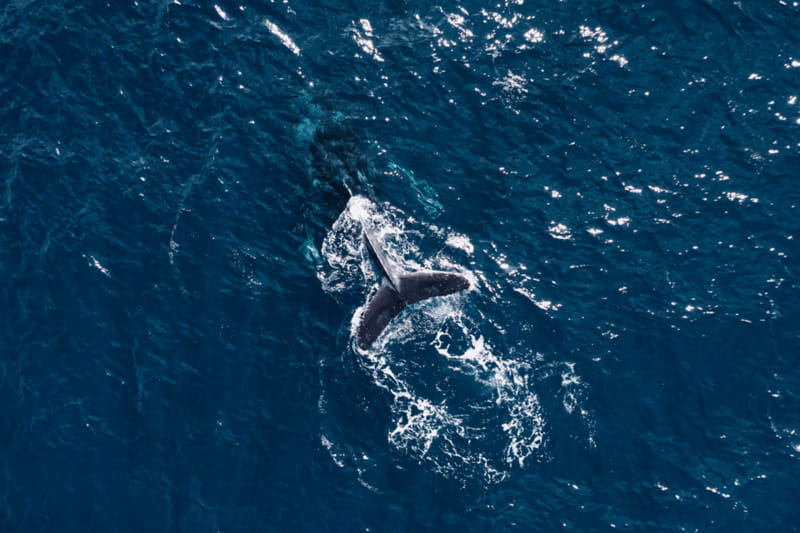 Whale Watching in San Jose del Cabo - Who should book this whale-watching trip