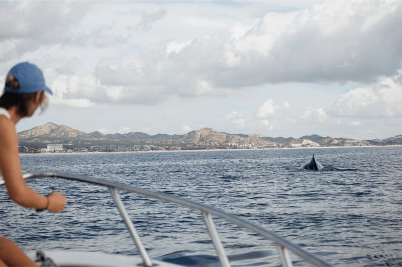 Whale Watching in San Jose del Cabo - Booking flexibility and return to Dip Expeditions