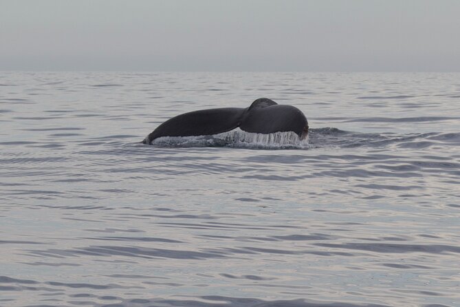 Whale Watching in San Jose del Cabo - Who will enjoy this trip most
