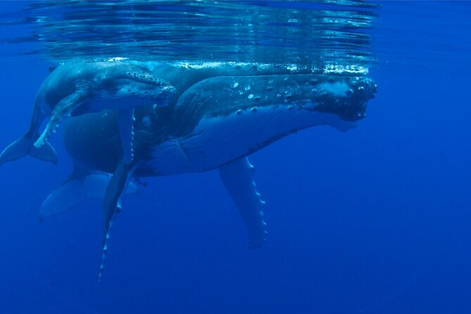 Whale watching in the calm of the peninsula with Tātahi tours - A quiet start on Tahiti’s southern peninsula