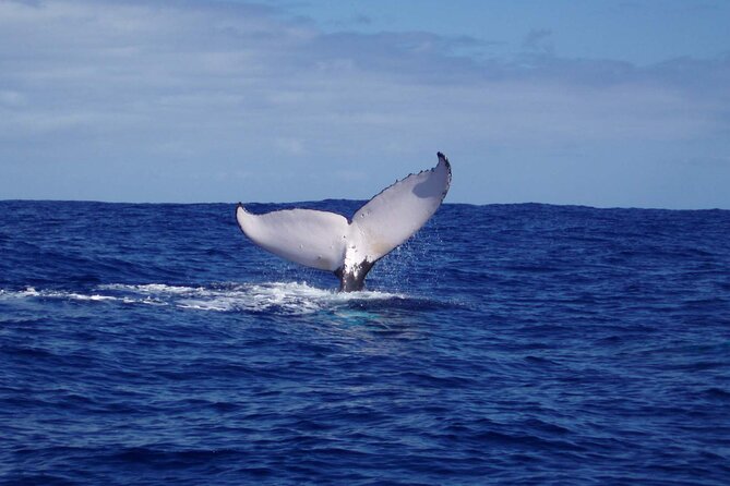 Whale watching in the calm of the peninsula with Tātahi tours - Fenua Aihere, a coast without roads