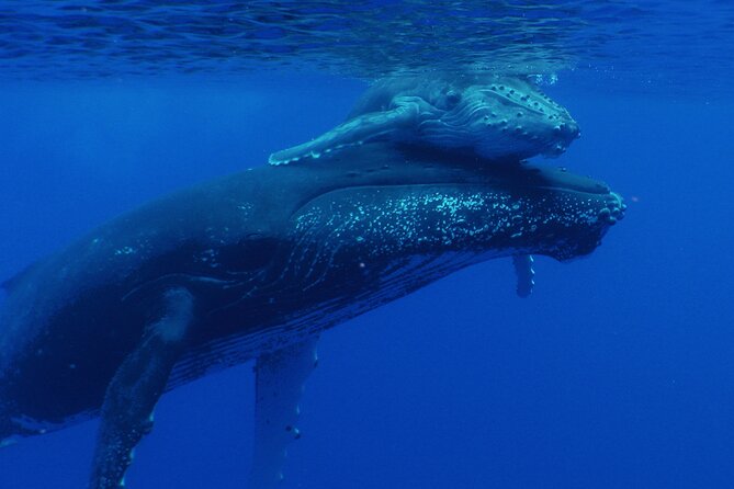 Whale watching in the calm of the peninsula with Tātahi tours - Listening for whales with a hydrophone