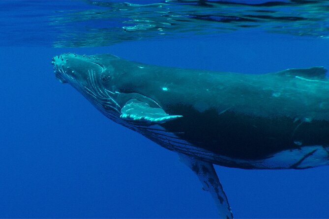 Whale watching in the calm of the peninsula with Tātahi tours - Entering the water after a careful briefing