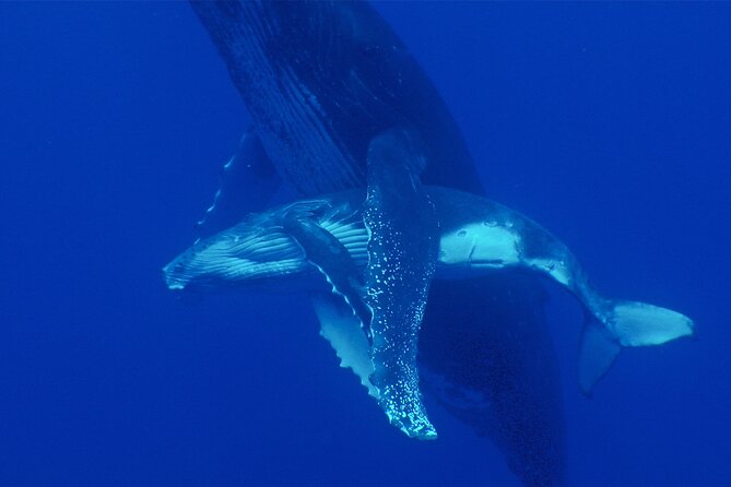 Whale watching in the calm of the peninsula with Tātahi tours - What $193.13 buys you