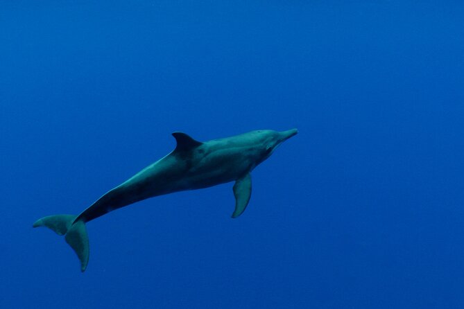 Whale watching in the calm of the peninsula with Tātahi tours - Who will enjoy this four-hour outing