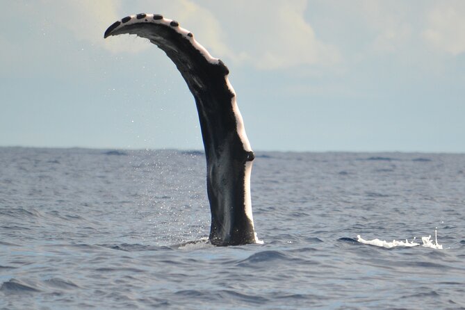 Whale watching in the calm of the peninsula with Tātahi tours - Between Toahotu and Teahupoo