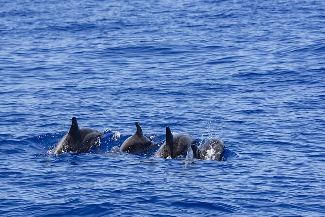 Whale Watching in Trincomalee by Catamaran cruise - Why this Trincomalee cruise is different