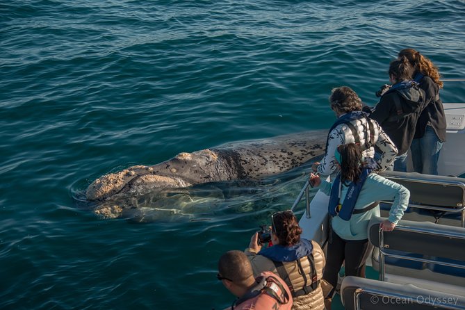 Whale Watching Knysna - Close Encounter Experience Ocean Odyssey - Starting at Thesen Island in Knysna
