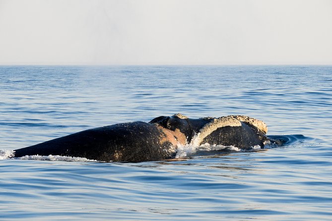Whale Watching Knysna - Close Encounter Experience Ocean Odyssey - Dolphins, seals, and seabirds add variety
