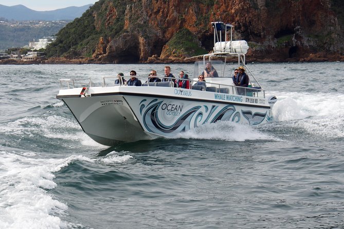 Whale Watching Knysna - Close Encounter Experience Ocean Odyssey - What a close encounter really means