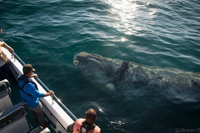 Whale Watching Knysna - Close Encounter Experience Ocean Odyssey - A shared boat with a manageable group size