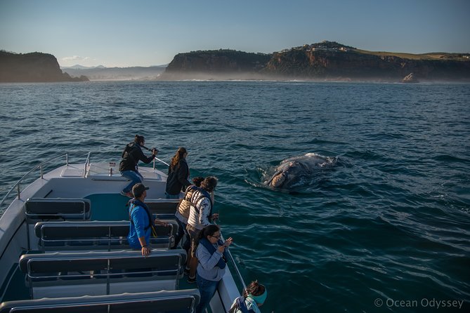 Whale Watching Knysna - Close Encounter Experience Ocean Odyssey - Searching the coastal waters for whales