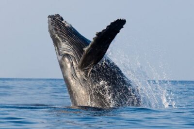 Whale Watching & Late Breakfast Cruise in Honolulu