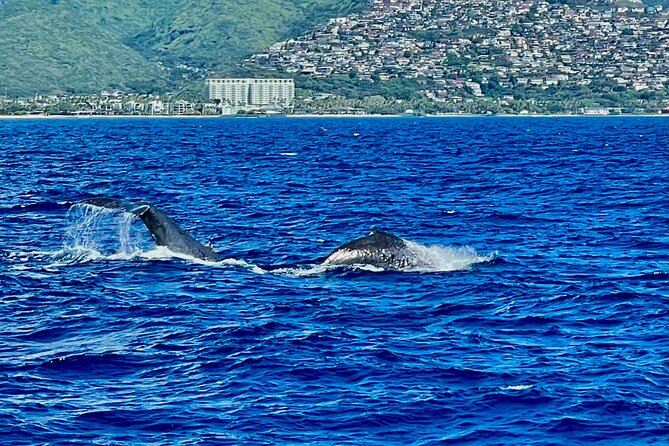 Whale Watching & Late Breakfast Cruise in Honolulu - Waikiki Beach from the water