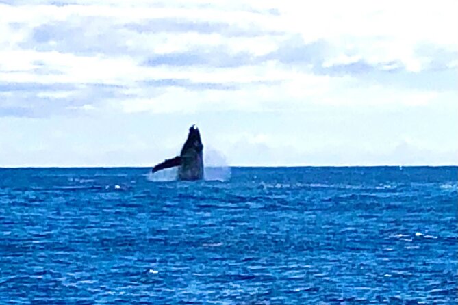 Whale Watching & Late Breakfast Cruise in Honolulu - How good are the whale sightings?