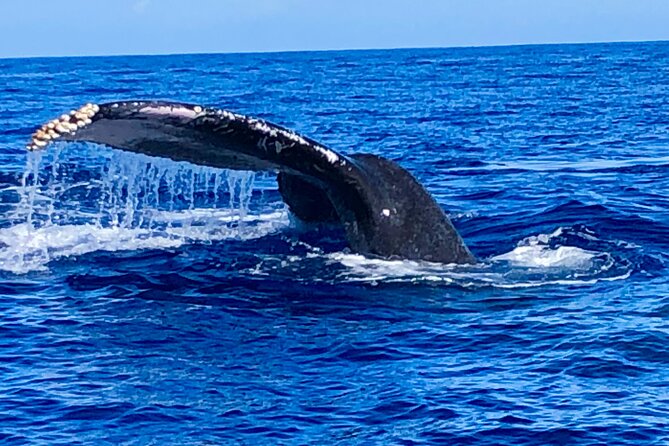 Whale Watching & Late Breakfast Cruise in Honolulu - Crew narration and service