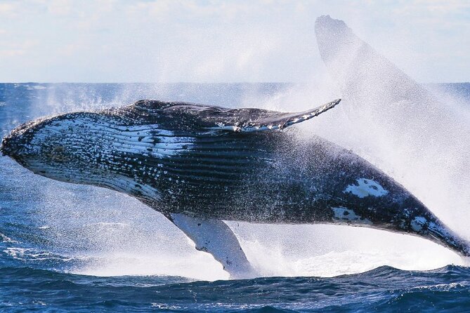 Whale Watching & Late Breakfast Cruise in Honolulu - What the experience is worth