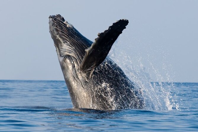 Whale Watching & Late Breakfast Cruise in Honolulu - Kona coffee and an island-style breakfast