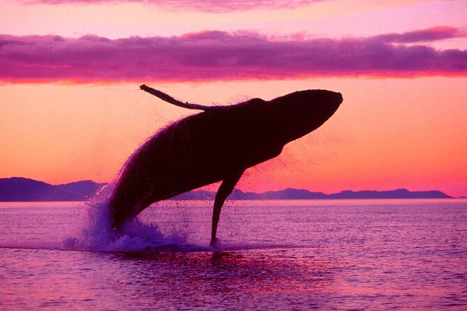 Whale Watching & Limón Waterfall Day Trip - Crossing Samana Bay by catamaran