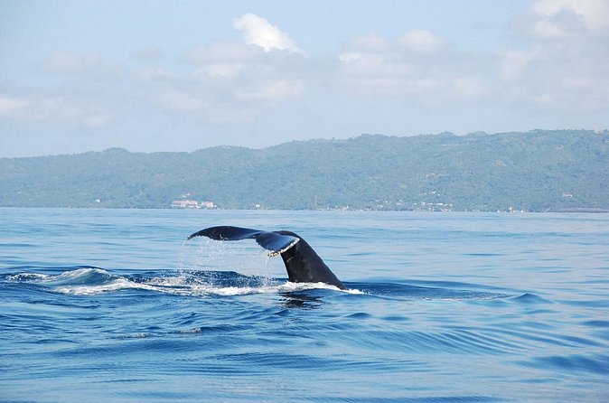 Whale Watching & Limón Waterfall Day Trip - Who should book this excursion?