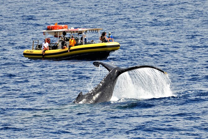 Whale Watching Maui: 2-Hour Small Group Raft Tour from Lahaina - What Makes This Raft Trip Worth Considering