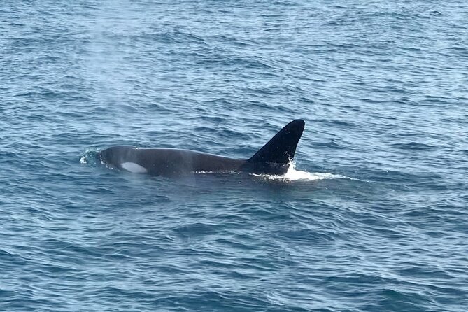Whale Watching Mirissa Ultimate Tour in Sri Lanka with Breakfast - Leaving Mirissa Fisheries Harbour at 7:00 AM