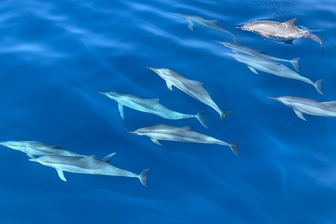 Whale Watching Mirissa Ultimate Tour in Sri Lanka with Breakfast - The wildlife you have a real chance to see